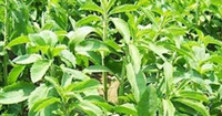European Parliament Regulates the Use of Ka´a He´e